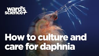 Caring and Culturing for Daphnia [upl. by Mattias]