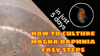 How to Culture Magna Daphnia Easily [upl. by Manlove]