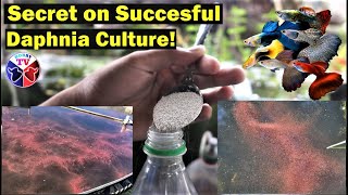 How to Culture Daphnia Successfully [upl. by Anahsirk]