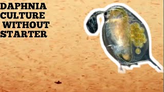 HOW TO CULTURE DAPHNIA NATURALLY WITHOUT A STARTER [upl. by Itraa]