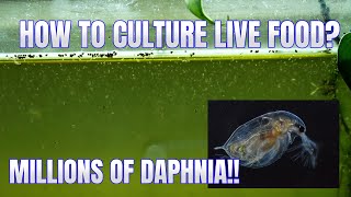 How to Culture Daphnia Secret Method to Breed MILLIONS  Simply Aquatic [upl. by Norit]