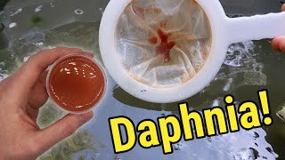 How I Culture Daphnia In Outdoor Tubs [upl. by Neik]