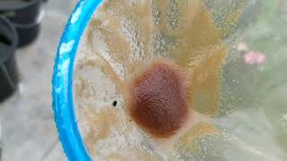 How to culture daphnia moina in a small container Part 1 English Subtitle [upl. by Gunter]