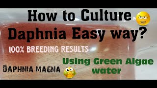 Daphnia MagnaHow to Culture Daphnia Easy wayCulturing Daphnia using Green water Daphnia [upl. by Schober900]