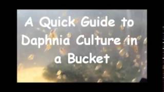 How to culture daphnia outside [upl. by Aicelav31]