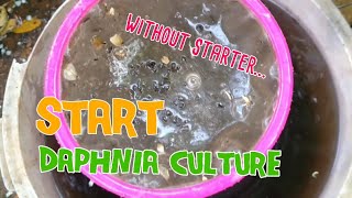 How to culture daphnia moina the easy way 1  Starting the Daphnia culture [upl. by Neurath]