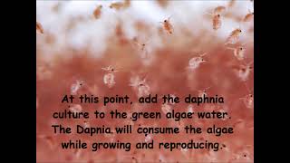 Daphnia  How to grow daphnia in your home [upl. by Depoliti]