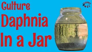 How to Culture Daphnia in a Jar [upl. by Yrrem]