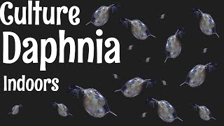 How to Culture Daphnia [upl. by Schwinn]