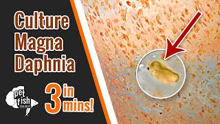 How to culture DAPHNIA MAGNA  The easy way [upl. by Bicknell]