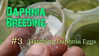 Daphnia Culture made simple and easy 3  Hatching Daphnia eggs [upl. by Akciret905]