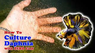 How to Culture Daphnia with ZERO Cost  Unlimited Live Food For Our Fish [upl. by Oconnor234]