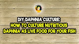 DIY Daphnia Culture How to Culture Nutritious Daphnia as Live Food for Your Fish [upl. by Troth726]