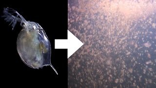 How I Culture Daphnia [upl. by Adnilak]