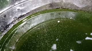 DAPHNIA MOINA CULTURE IN A SMALL BUCKET [upl. by Hgielime]