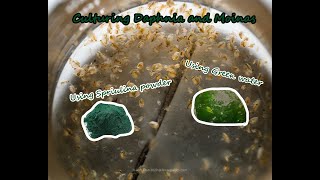 How To Culture Daphnia and Moinas using Green Water Spirulina powder [upl. by Imoen840]