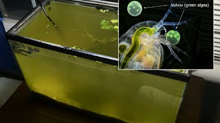 Raising Daphnia for the Freshwater Aquarium [upl. by Lamont]