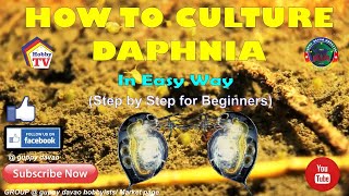 HOW TO CULTURE DAPHNIA In Easy Way [upl. by Nanette8]